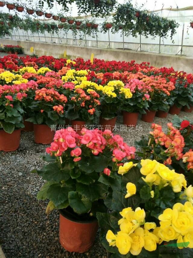 山東麗格海棠多色種植基地