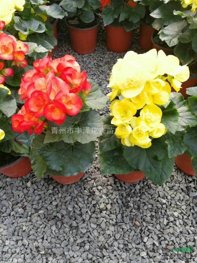 山東麗格海棠多色種植基地