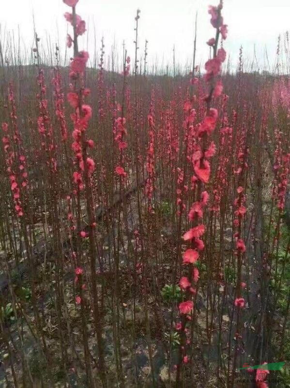 各類(lèi)小苗紅梅，紅葉李