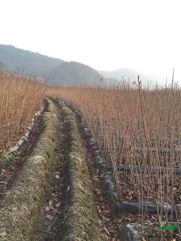 各類(lèi)小苗紅梅，紅葉李