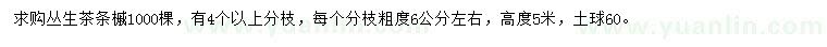 求購高度5米叢生茶條槭