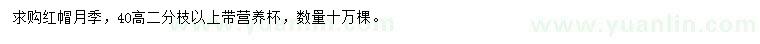 求購(gòu)40高紅帽月季