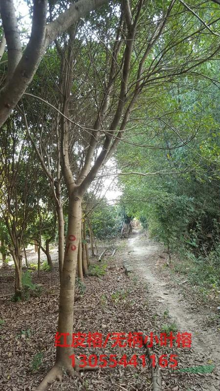 紅皮榕圖片，紅皮榕樹苗全冠，熱銷四川成都