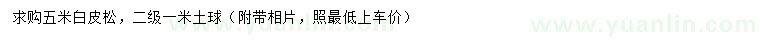 求購5米白皮松