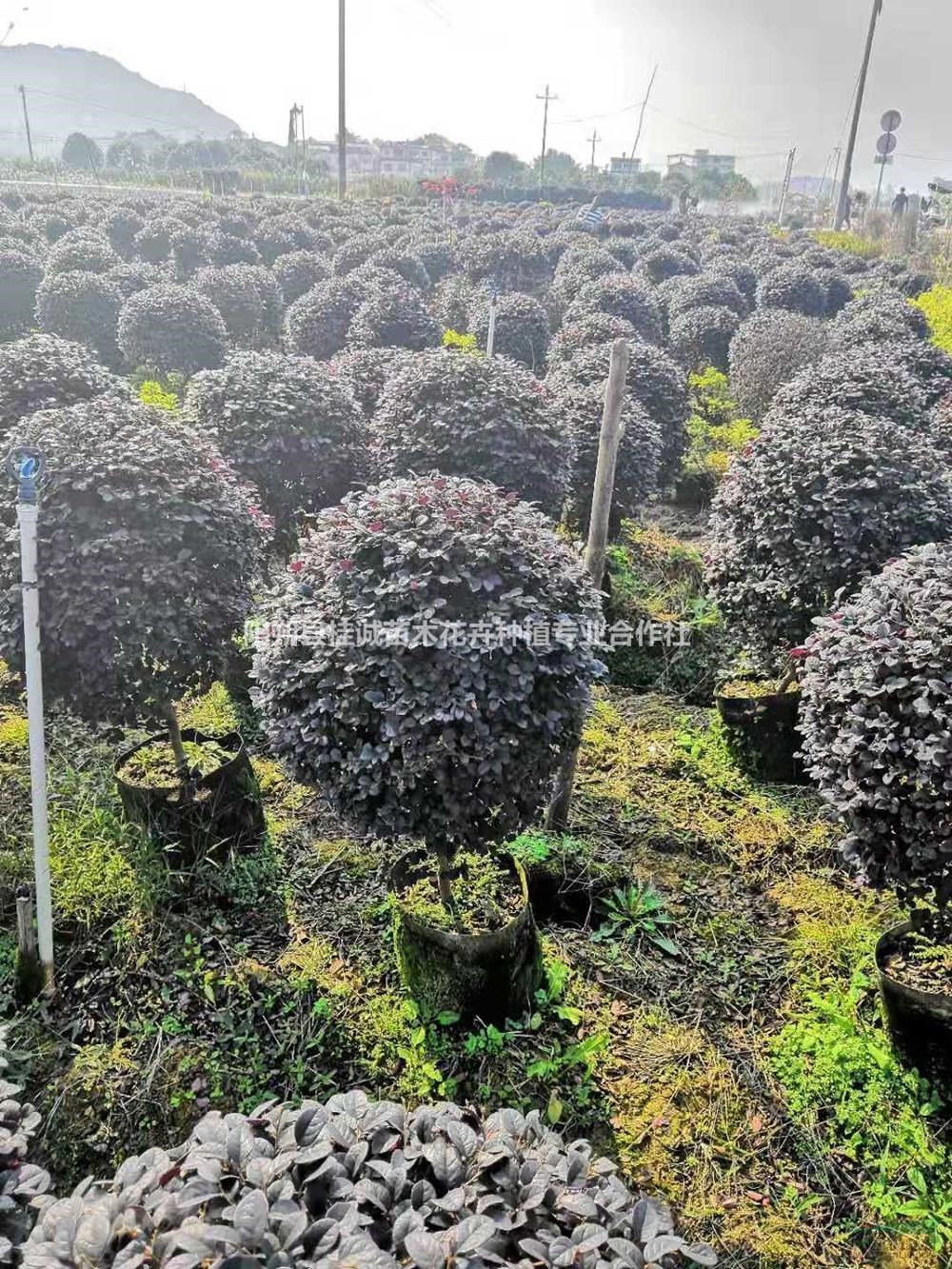 廣西[產品]/廣西冠40-100公分紅花繼木球7價格/報價