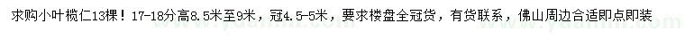 求購17-18公分小葉欖仁