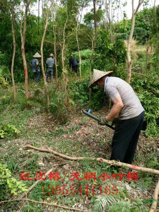 無柄小葉榕市場(chǎng)價(jià)格，無柄小葉榕全冠，熱銷四川自貢