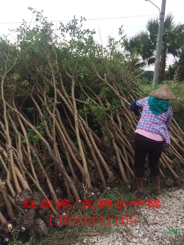 無柄小葉榕市場(chǎng)價(jià)格，無柄小葉榕全冠，熱銷四川自貢