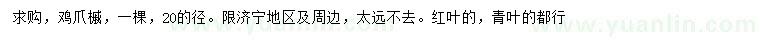 求購20公分雞爪槭