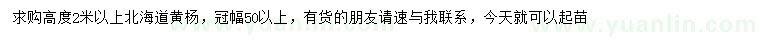 求購高2米以上北海道黃楊