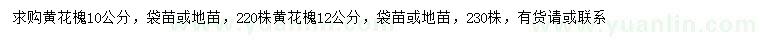 求購10、12公分黃花槐