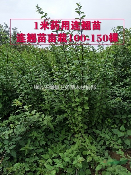 山西连翘苗供应商 0.3-0.5-1公分连翘苗产地批发价