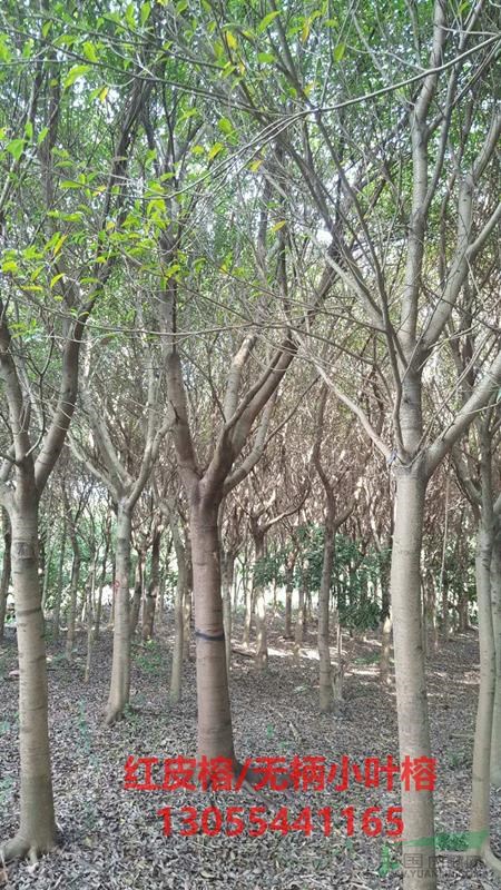 紅皮榕批發(fā)基地,紅皮榕樹(shù)苗移植苗,熱銷(xiāo)重慶