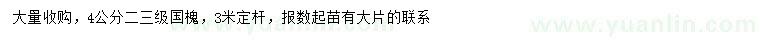 求購4公分國槐