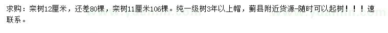 求購12公分欒樹