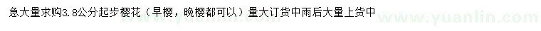 求購3.8公分起步櫻花