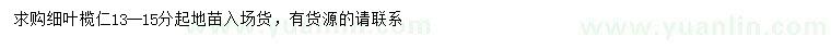 求購13-15公分細(xì)葉欖仁