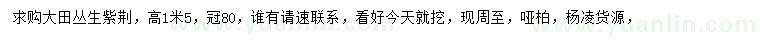 求購高1.5米大田叢生紫荊
