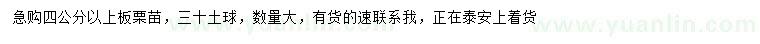 求購4公分以上板栗苗