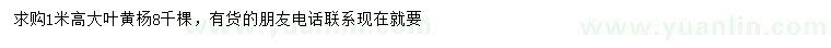 求購(gòu)1米高大葉黃楊