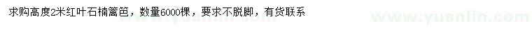 求購高2米紅葉石楠