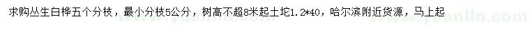 求購5分枝叢生白樺