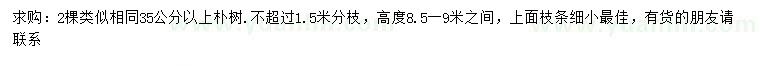 求購35公分以上樸樹