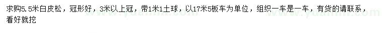 求購5.5米白皮松