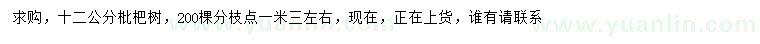 求購12公分枇杷樹