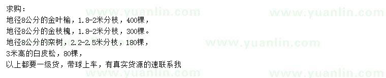 求購(gòu)金葉榆、金枝槐、欒樹(shù)等