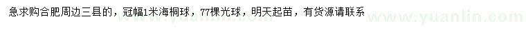 求購(gòu)冠幅1米海桐球