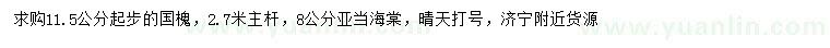 求購(gòu)11.5公分起步國(guó)槐、8公分亞當(dāng)海棠