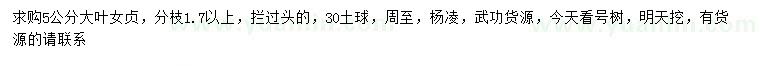 求購5公分大葉女貞