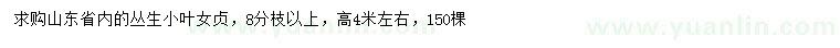 求購(gòu)高4米左右叢生小葉女貞