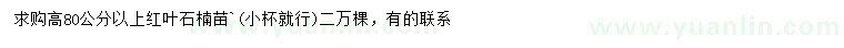 求購(gòu)高80公分以上紅葉石楠