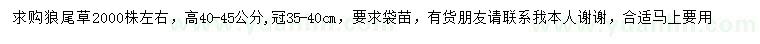 求購高40-45公分狼尾草