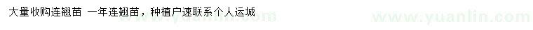 求購(gòu)一年連翹苗