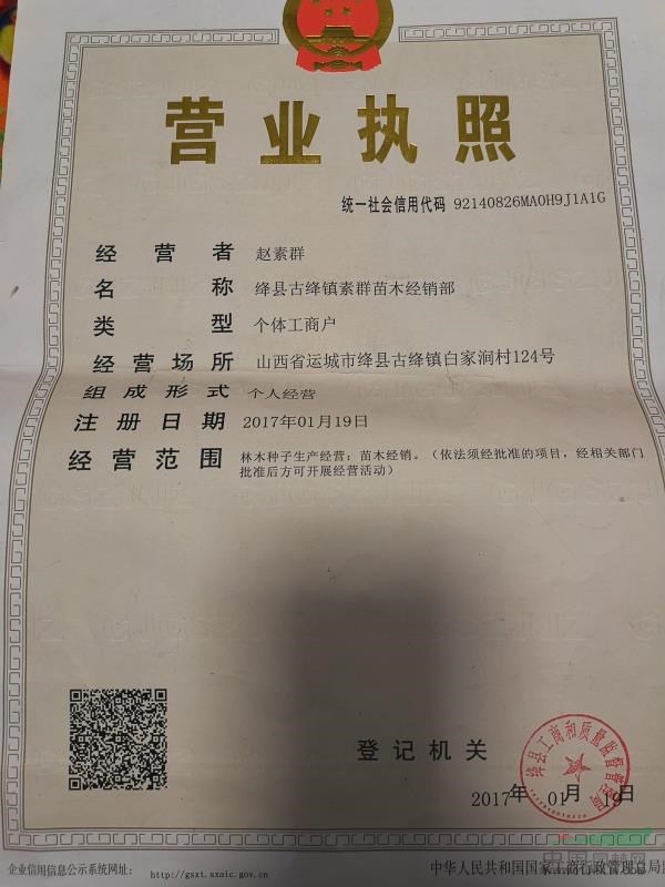 玉露香梨樹