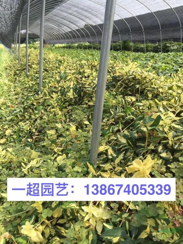 黃金蔓 精品黃金蔓小杯