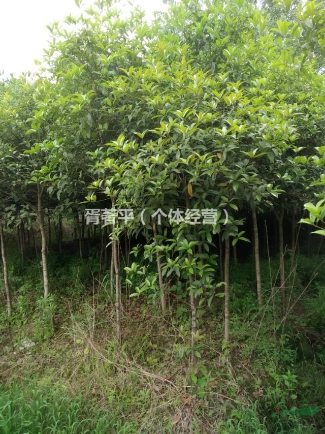 5元處理八月桂小苗，占地苗，2-3公分桂花苗