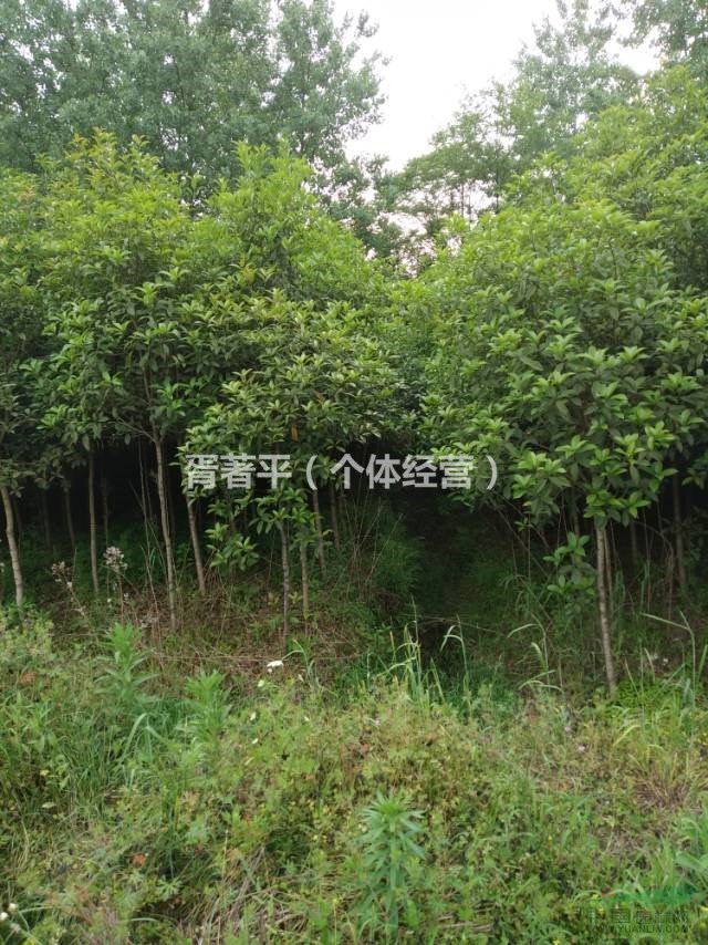 5元處理八月桂小苗，占地苗，2-3公分桂花苗