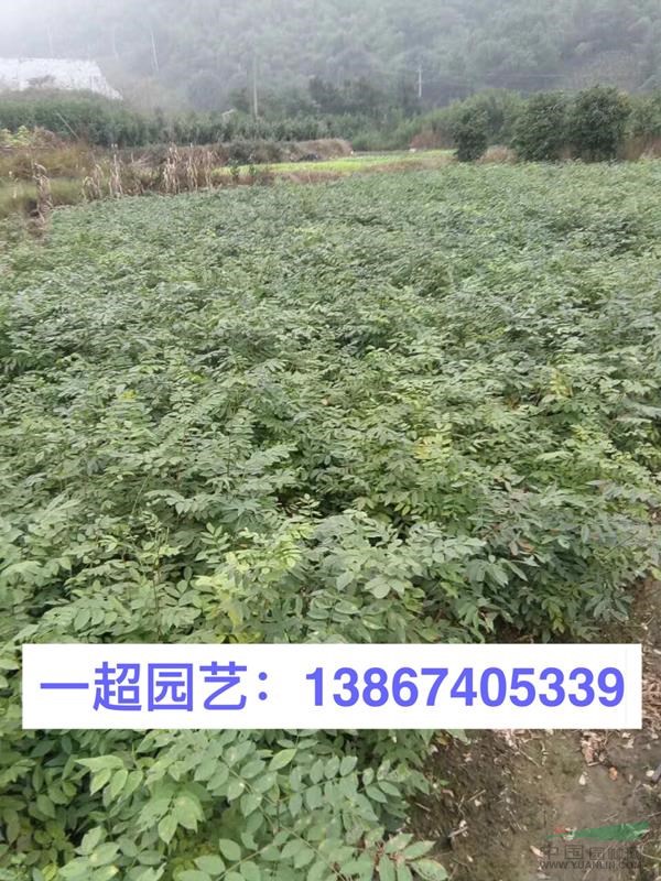 紫藤小苗 精品紫藤小苗 