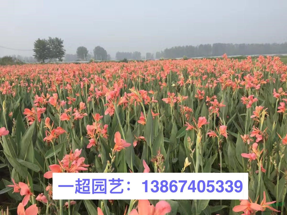浙江美人蕉哪里便宜/大量批發精品粉花美人蕉 美人蕉基地