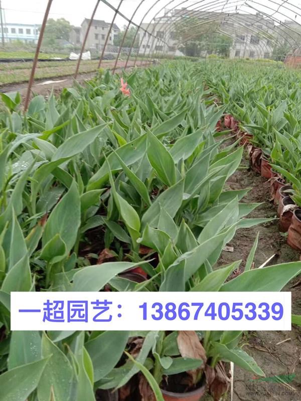 浙江美人蕉基地/美人蕉大杯苗 矮稈美人蕉大量批發