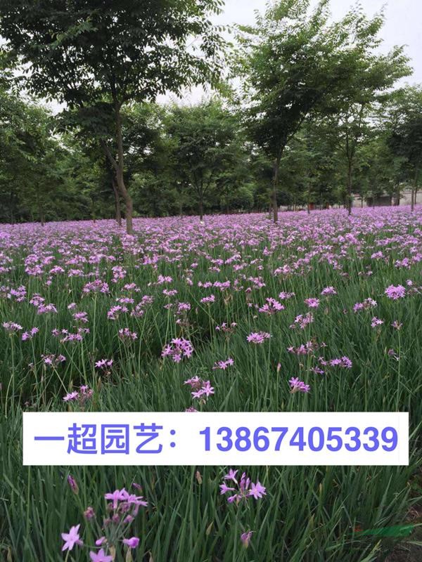 紫嬌花 紫嬌花小苗 地栽 小杯 雙色杯 紫嬌花價格
