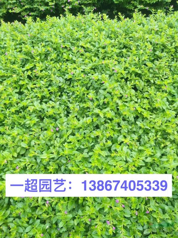 滿天星 精品滿天星小杯 滿天星大杯 滿天星價格