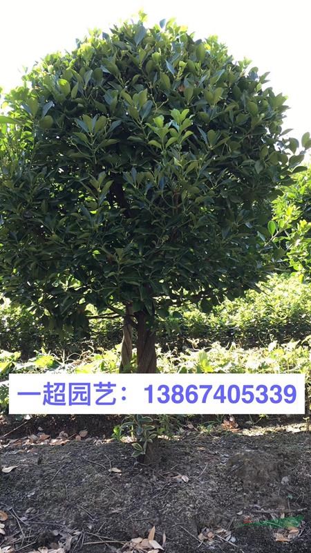 大葉黃楊火把球 大葉黃楊球 精品大葉黃楊火把球價格