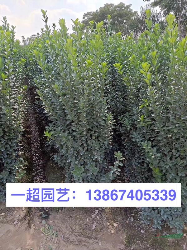 大葉黃楊綠籬苗 大葉黃楊籬笆苗