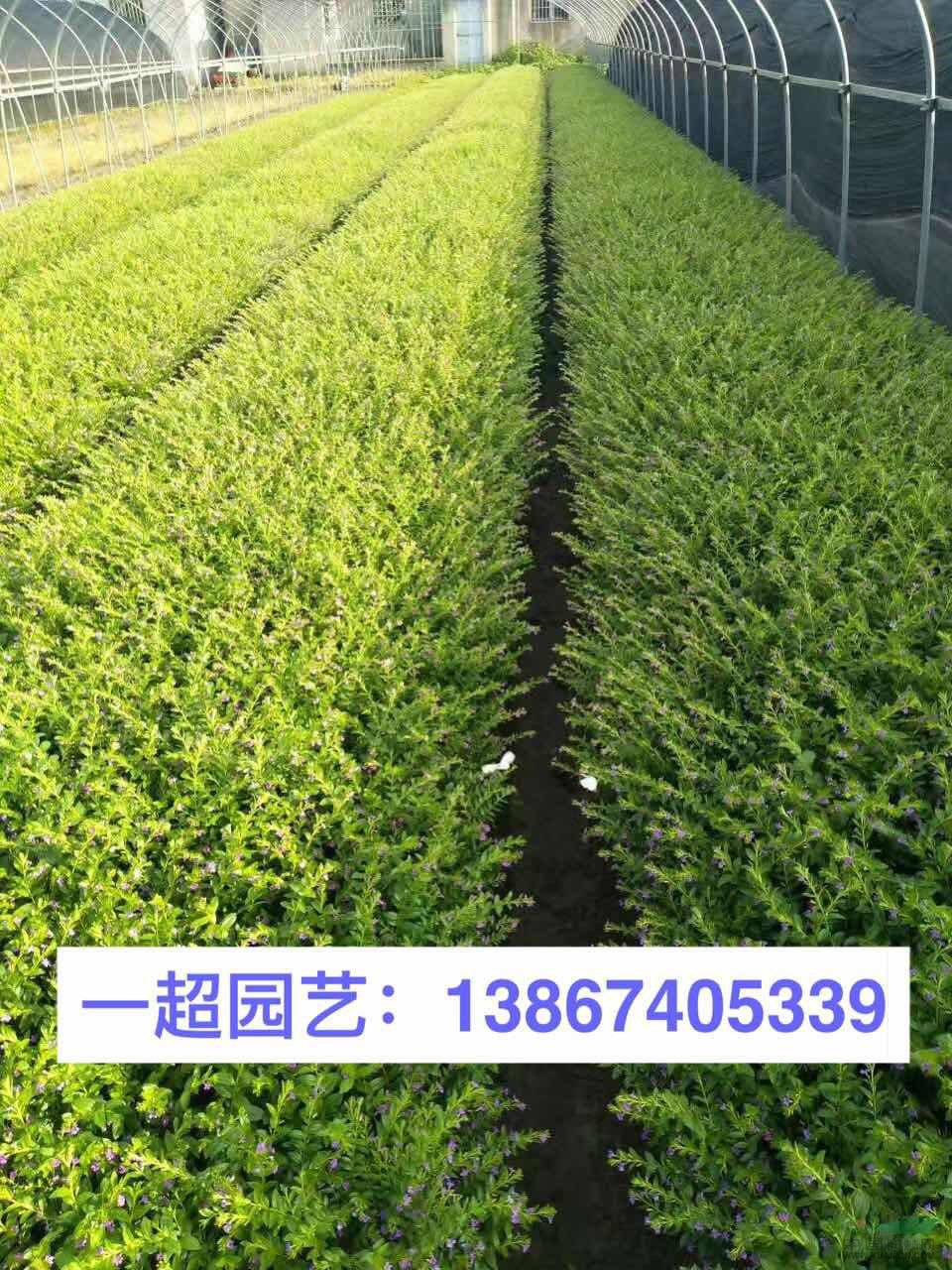 滿天星 精品滿天星小杯 滿天星大杯 滿天星價格
