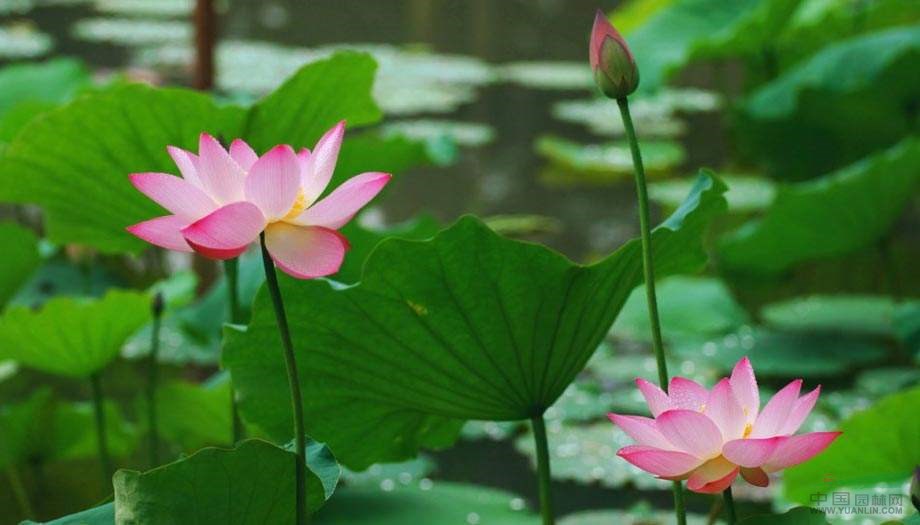 水生植物睡蓮荷花供應(yīng)